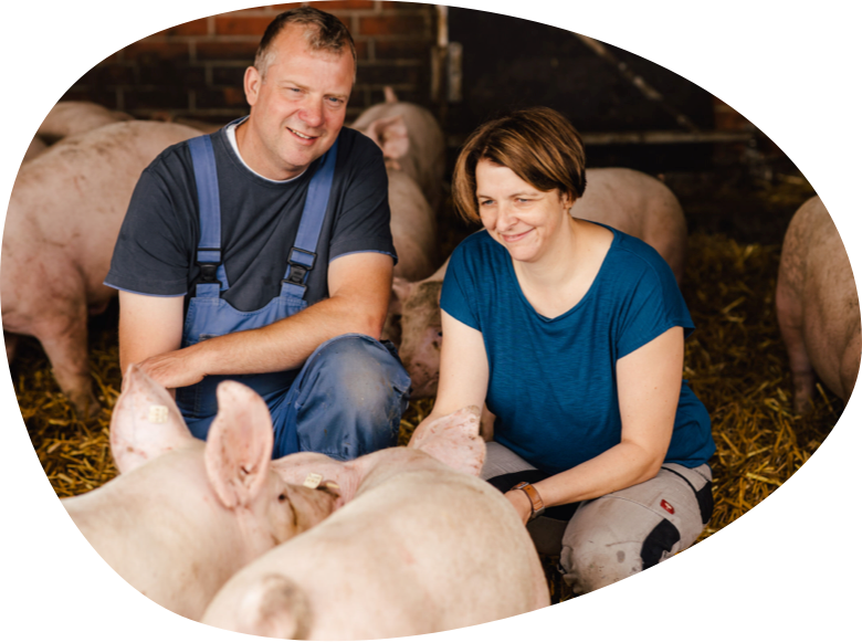 Strohschweine vom Familienbetrieb Hof Hohls in Becklingen