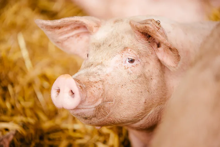 Strohschwein aus Becklingen