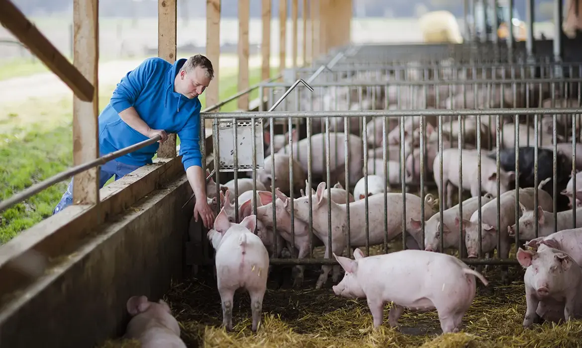 Glückliche Strohschweine