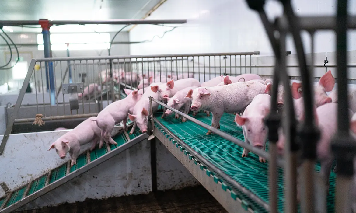 Junge Schweine im Stall in Becklingen